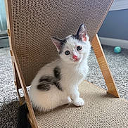 Mila joined the competition — help win amazing prizes! adorable, animal, black_spots, carpet, cat, curious, cute, ears, fur, head_tilt, indoor, kitten, pet, pink_nose, scratch_post, small, tail, whiskers, white, young