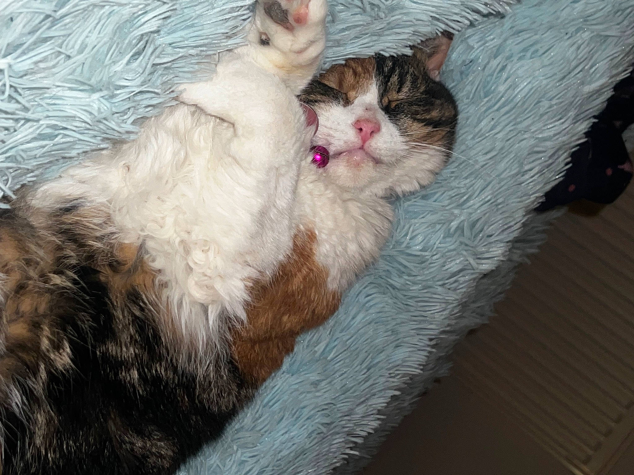 Lily joined the competition — help win amazing prizes! carnivore, cat, claw, comfort, domestic_short_haired_cat, fawn, felidae, fur, paw, small_to_medium_sized_cats, tail, whiskers