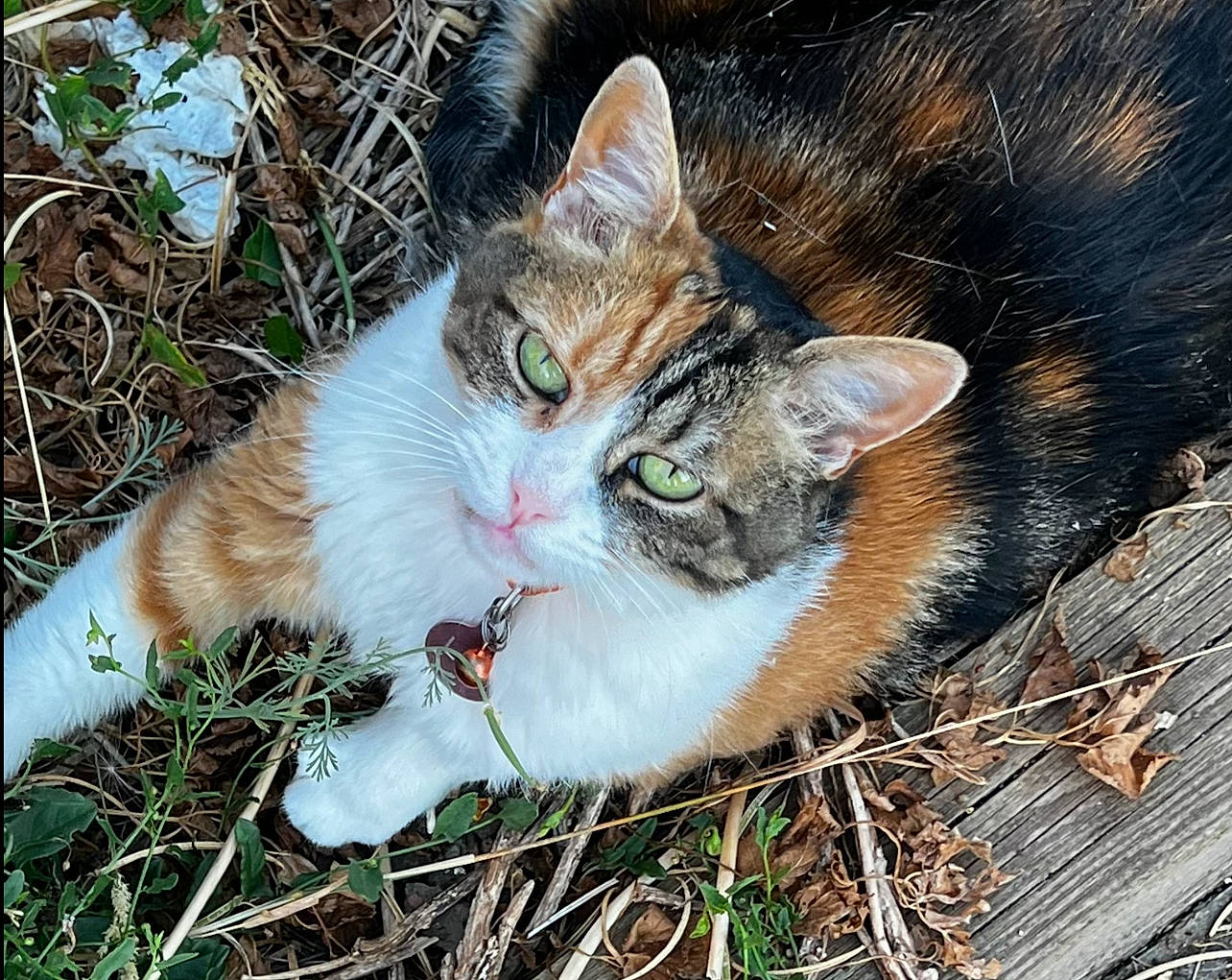 Lily joined the competition — help win amazing prizes! carnivore, cat, domestic_short_haired_cat, eye, fawn, felidae, fur, grass, groundcover, head, paw, plant, sitting, small_to_medium_sized_cats, snout, tail, terrestrial_animal, tree, whiskers, wildlife