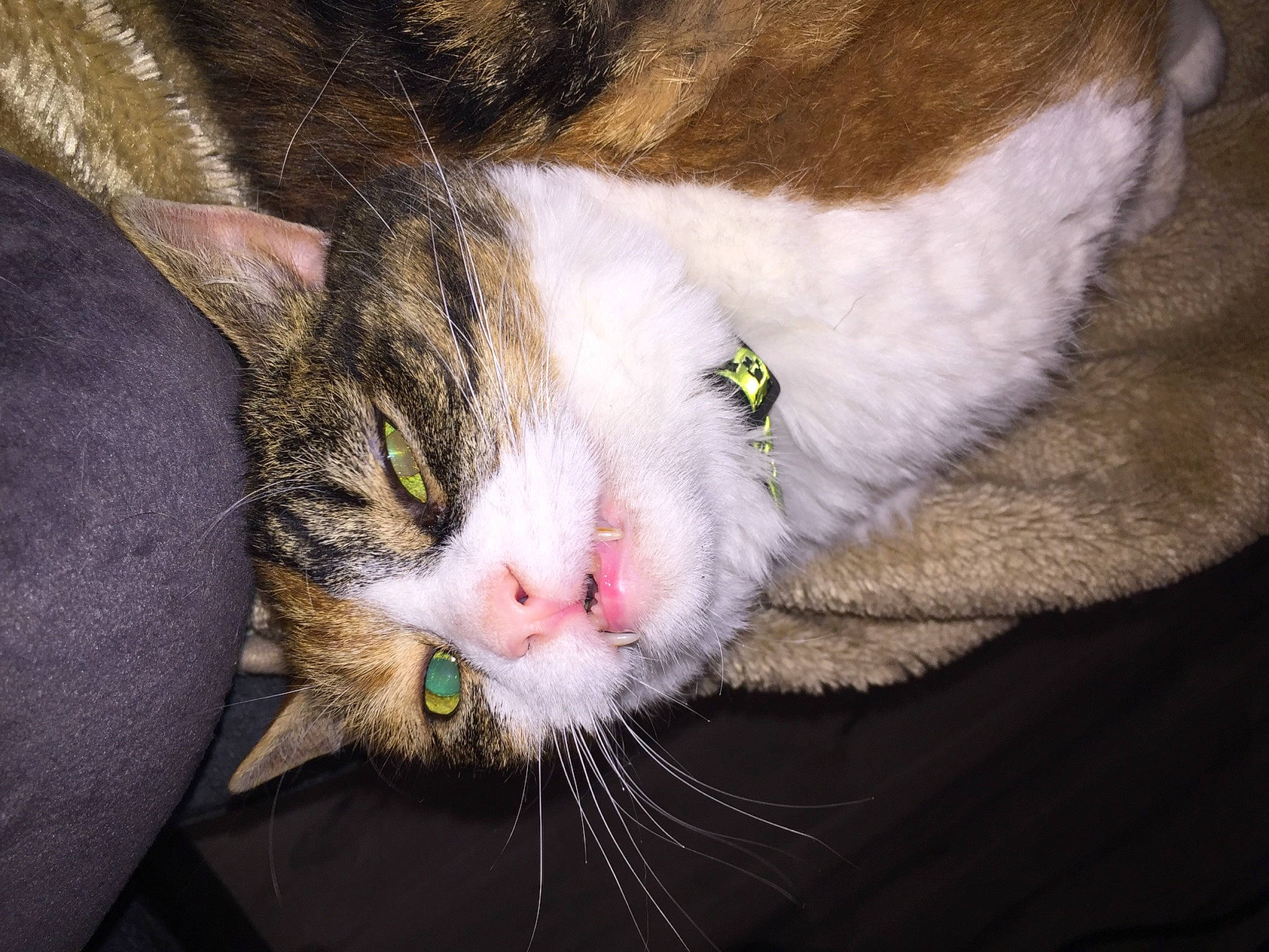 Lily joined the competition — help win amazing prizes! carnivore, cat, domestic_short_haired_cat, felidae, fur, grass, paw, plant, small_to_medium_sized_cats, snout, tail, tree, whiskers