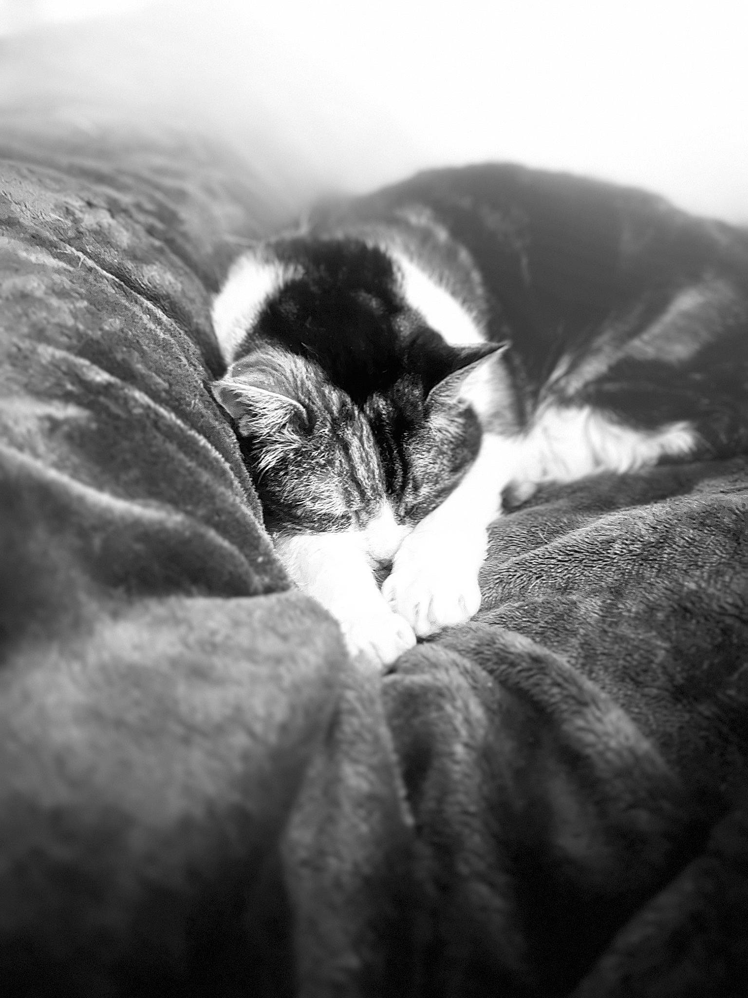 Lily joined the competition — help win amazing prizes! black_and_white, carnivore, cat, close_up, cloud, comfort, darkness, domestic_short_haired_cat, felidae, fur, grey, mammal, monochrome, monochrome_photography, small_to_medium_sized_cats, snout, style, tail, whiskers, wood