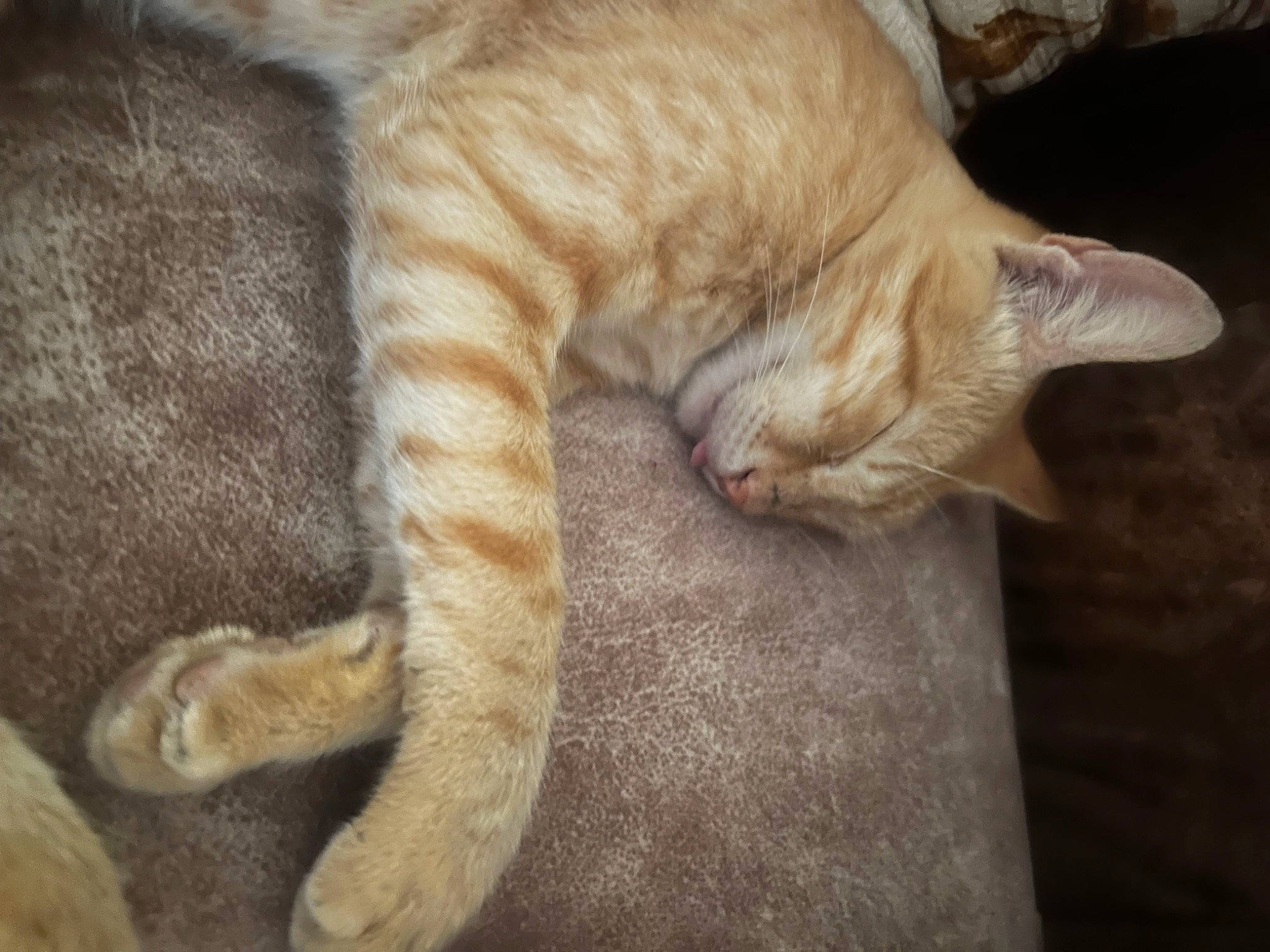 Zeus joined the competition — help win amazing prizes! carnivore, cat, claw, comfort, domestic_short_haired_cat, fawn, felidae, flooring, fur, paw, small_to_medium_sized_cats, tail, terrestrial_animal, whiskers, wood