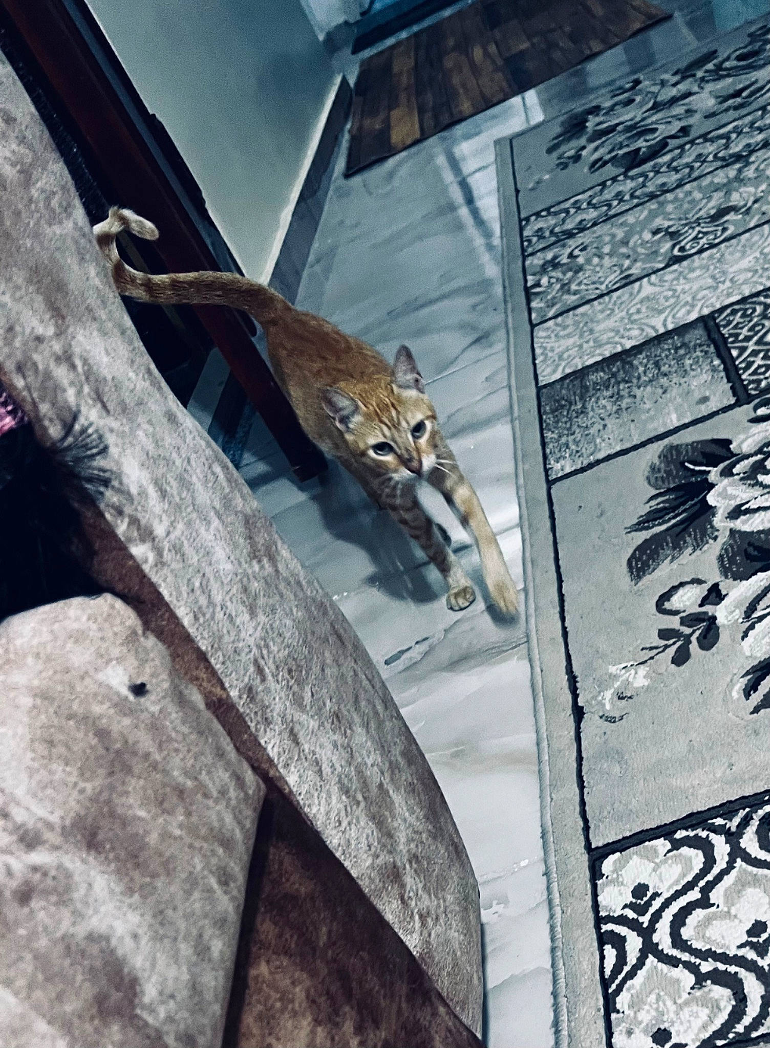 Zeus joined the competition — help win amazing prizes! art, big_cats, building, city, facade, felidae, font, glass, house, metal, pattern, rock, roof, sculpture, shadow, skyscraper, small_to_medium_sized_cats, visual_arts, window, wood