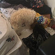 Junior joined the competition — help win amazing prizes! dog, curly_hair, snack_bag, popcorn, clothes, messy_room, floor, bed, mattress, plastic_cover, black_bag, floral_pattern, corner, walls, carpet, indoor, pet, animal, curly_fur, food_package