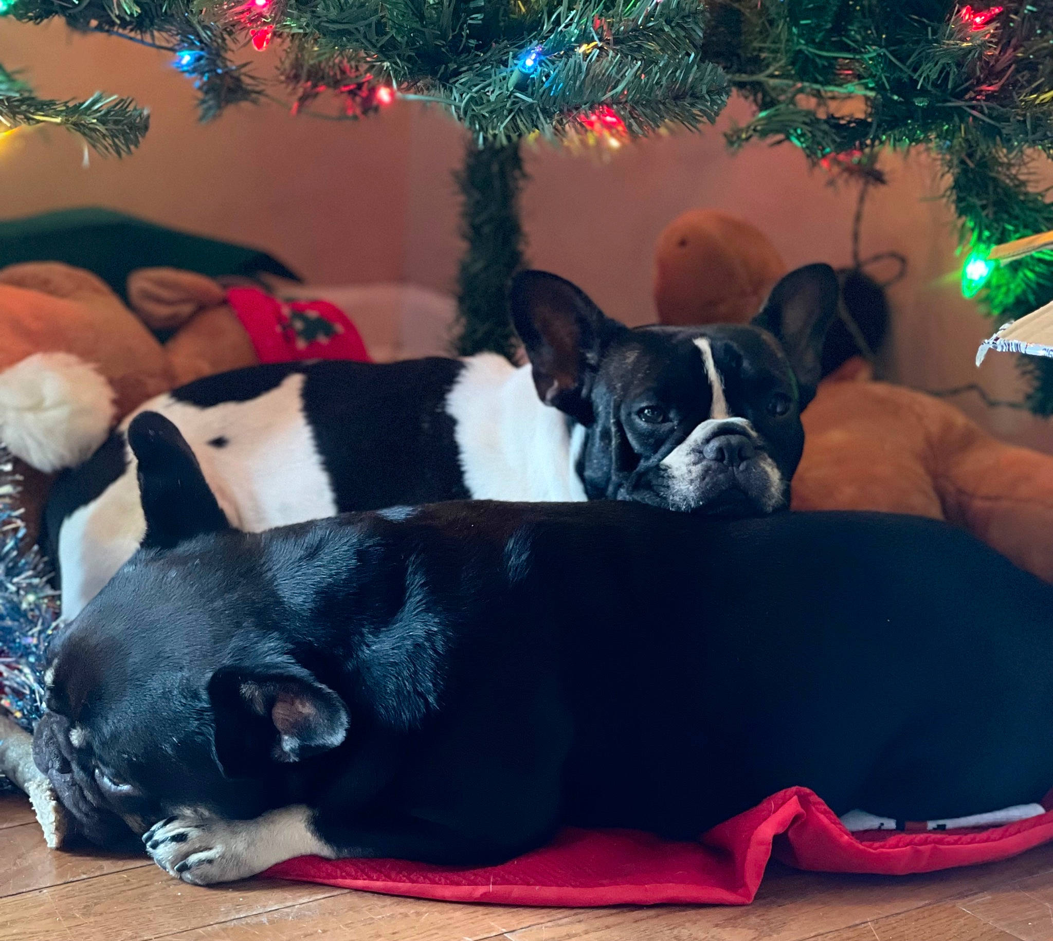 Ellie Mae is registered to the contest to win money with this photo: carmine, carnivore, christmas_decoration, christmas_tree, comfort, companion_dog, dog, dog_breed, dog_supply, event, fawn, green, holiday, light, ornament, snout, tail, toy_dog, tree, working_animal
