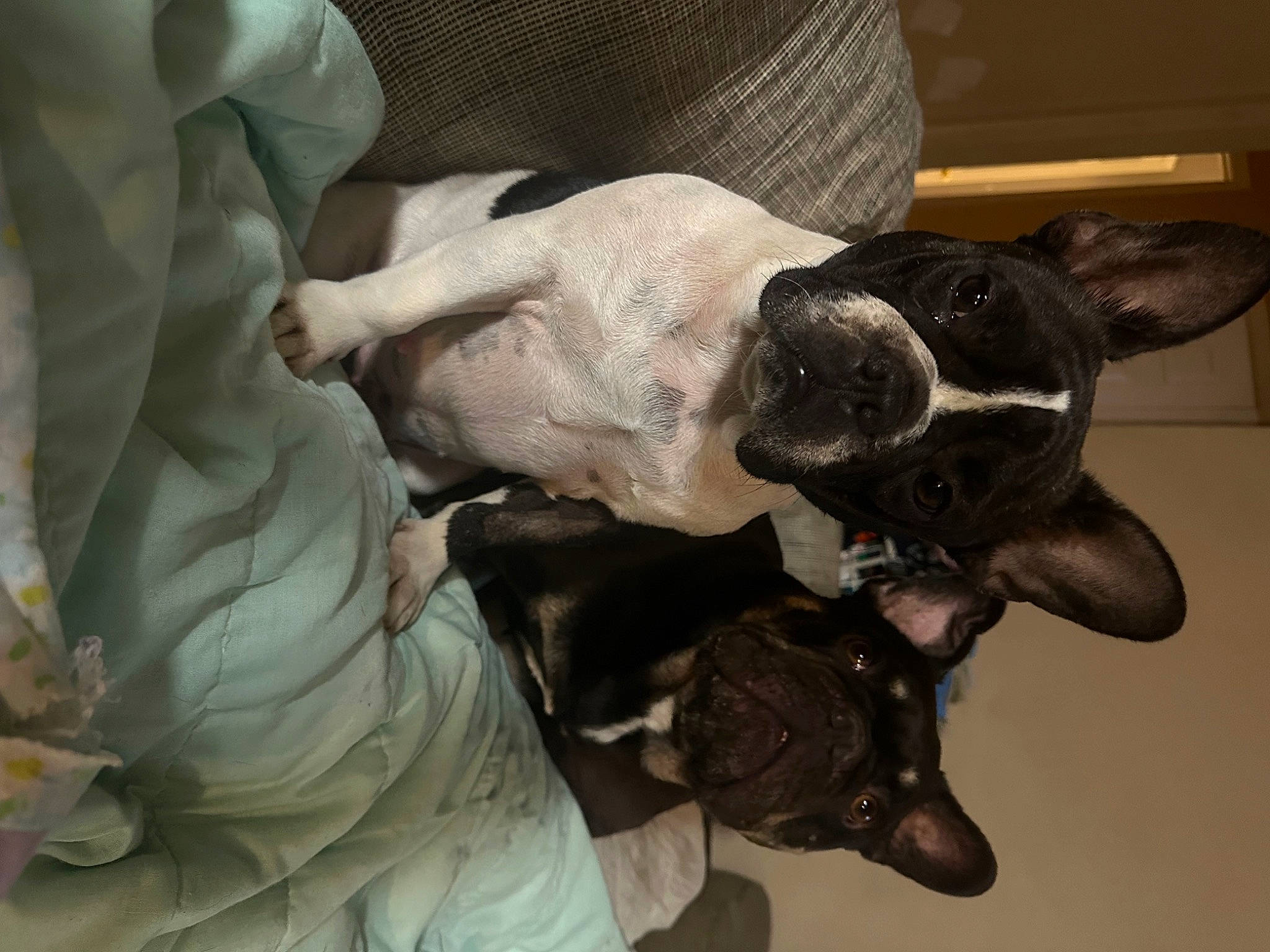 Ellie Mae is registered to the contest to win money with this photo: boston_terrier, canidae, carnivore, collar, comfort, companion_dog, dog, dog_breed, dog_collar, ear, fawn, fur, guard_dog, non_sporting_group, sporting_group, toy_dog, whiskers, working_animal, working_dog