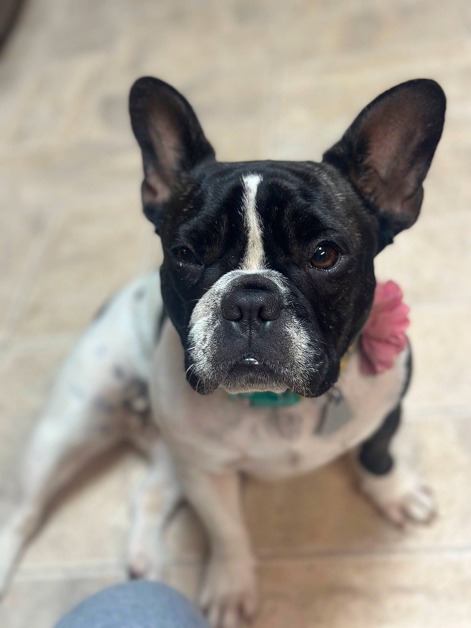 Ellie Mae is registered to the contest to win money with this photo: boston_terrier, bulldog, canidae, carnivore, collar, companion_dog, dog, dog_breed, dog_collar, ear, french_bulldog, grass, non_sporting_group, puppy, sporting_group, terrestrial_animal, toy_dog, whiskers, working_animal, wrinkle