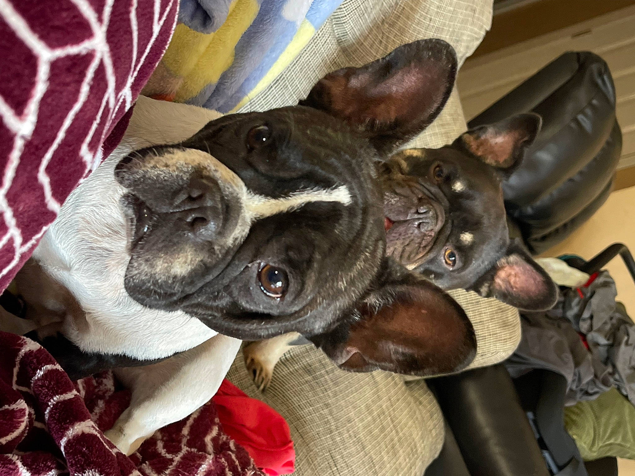 Ellie Mae is registered to the contest to win money with this photo: boston_terrier, canidae, carmine, carnivore, collar, comfort, companion_dog, dog, dog_breed, ear, fawn, liver, pattern, snout, sporting_group, terrestrial_animal, toy_dog, whiskers, working_animal, wrinkle