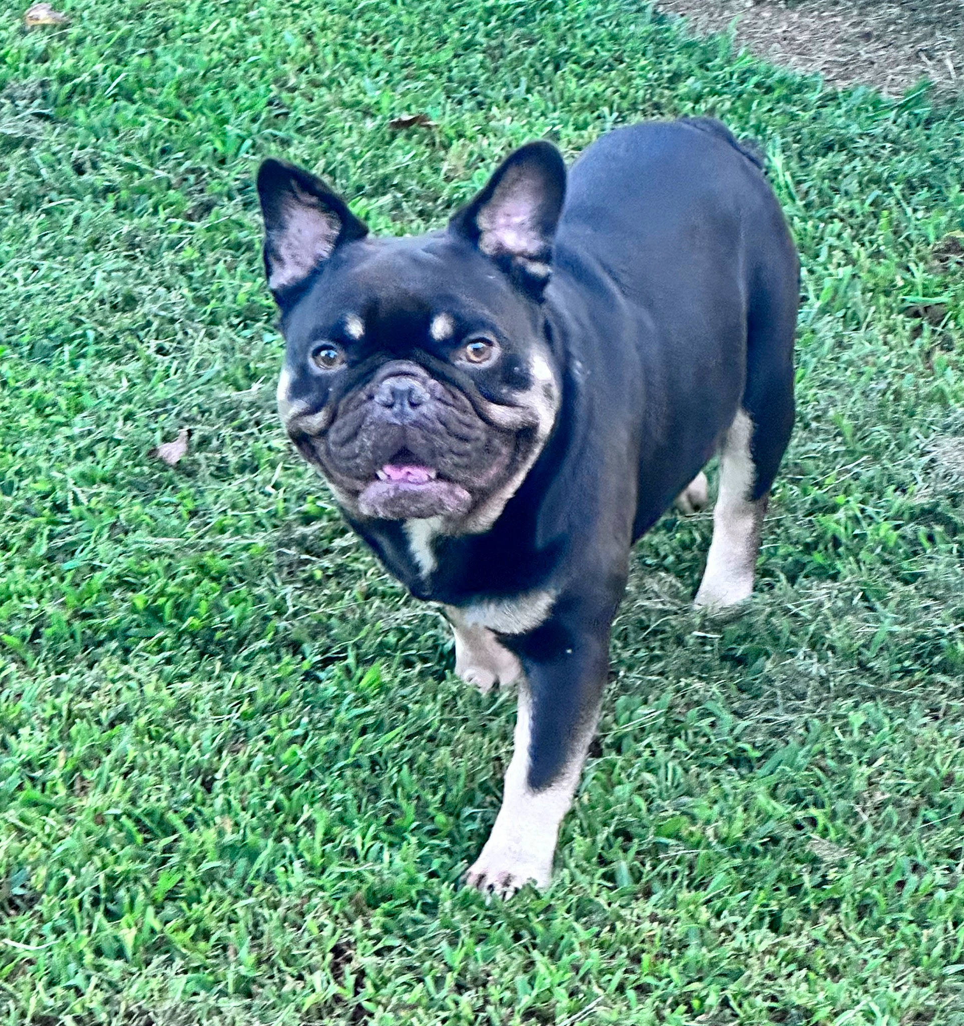 Gunny joined the competition — help win amazing prizes! bulldog, canidae, carnivore, companion_dog, dog, dog_breed, fawn, grass, groundcover, molosser, non_sporting_group, old_english_bulldog, plant, snout, sporting_group, terrestrial_animal, toy_dog, whiskers, working_animal, wrinkle