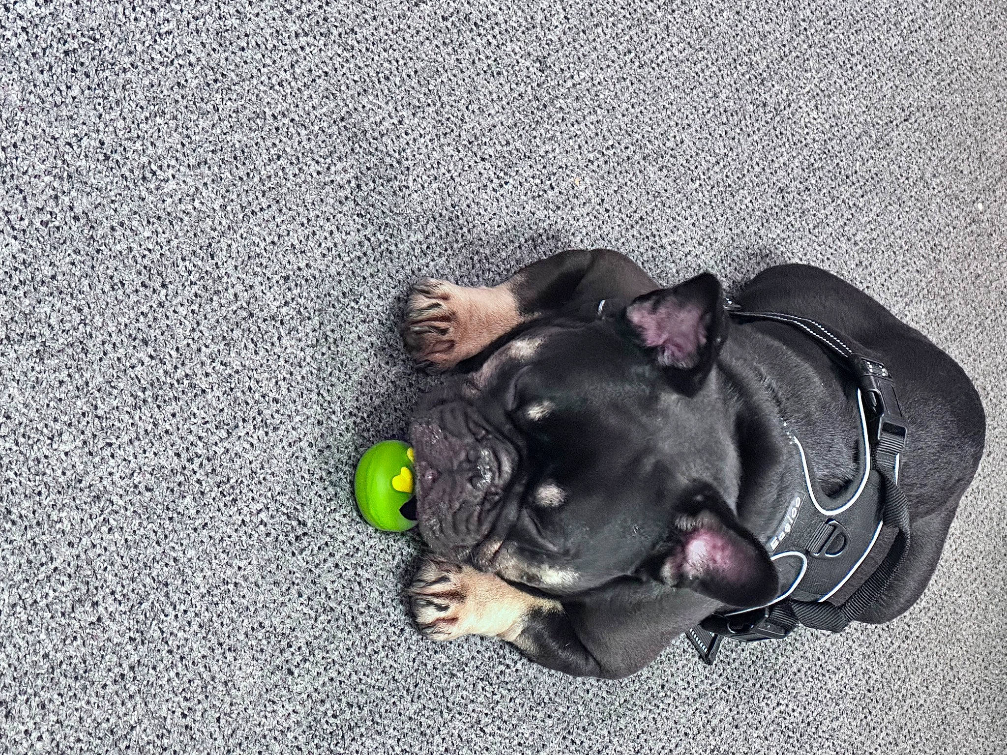 Gunny is registered to the contest to win money with this photo: asphalt, canidae, carnivore, companion_dog, concrete, dog, dog_breed, dog_supply, fawn, grass, grey, guard_dog, leash, paw, road_surface, snout, sporting_group, tail, toy_dog, whiskers