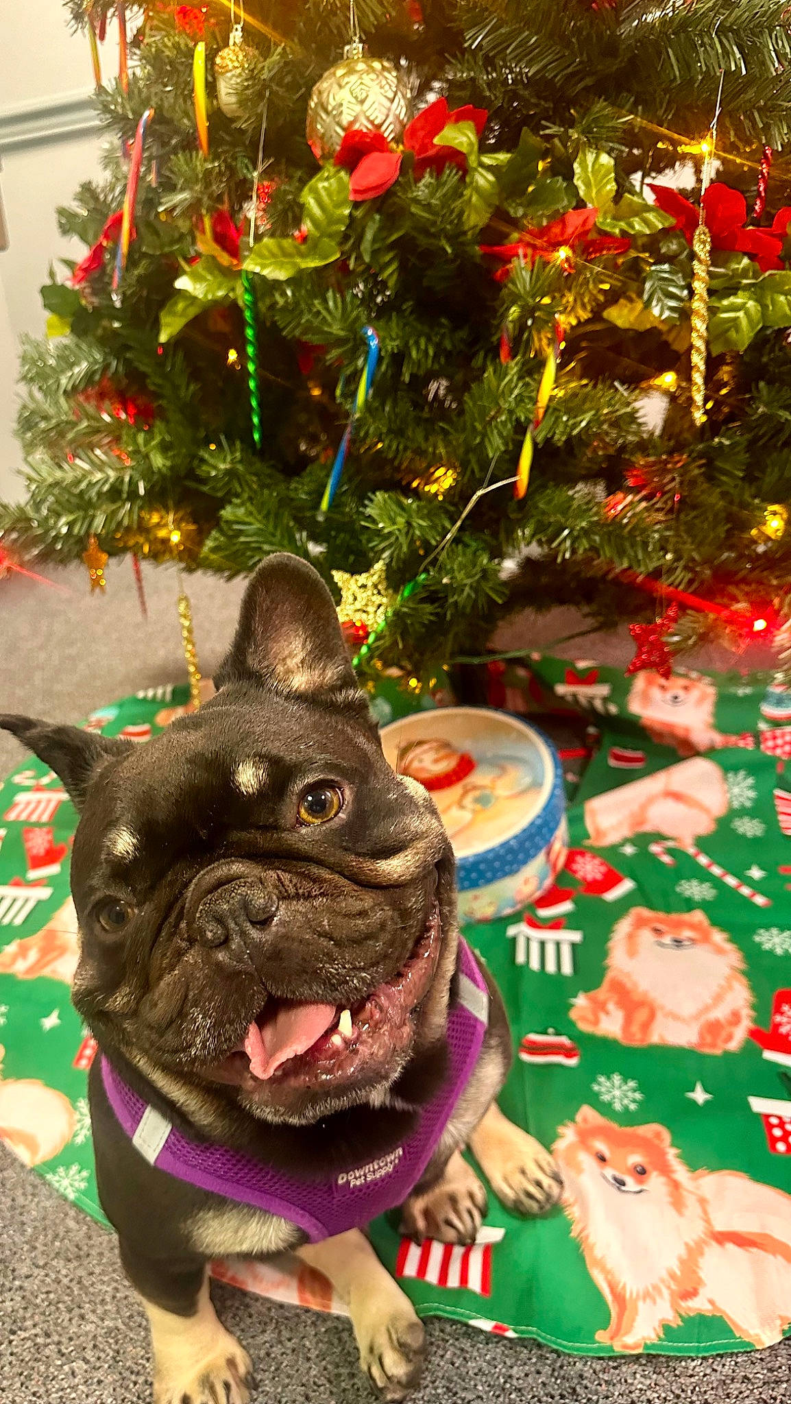 Gunny is registered to the contest to win money with this photo: carnivore, christmas, christmas_decoration, christmas_eve, christmas_ornament, christmas_tree, companion_dog, dessert, dog, dog_breed, event, fawn, grass, green, holiday, holiday_ornament, ornament, pug, snout, whiskers