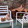 Felix participe au concours pour gagner de l'argent avec cette photo : cat, table, chair, outdoor, patio, stone_wall, wooden_shelf, metal_furniture, beige_cat, pet, animal, relaxing, garden, decor, green_bowl, sculpture, nature, floor, seat, daylight