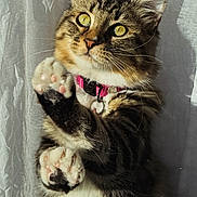 Aqualie participe au concours pour gagner de l'argent avec cette photo : cat, tabby, yellow_eyes, pink_collar, paws, close_up, indoor, sunlight, curtain, whiskers, pet, feline, fur, cute, animal, portrait, playful, soft_light, domestic_cat, looking_up