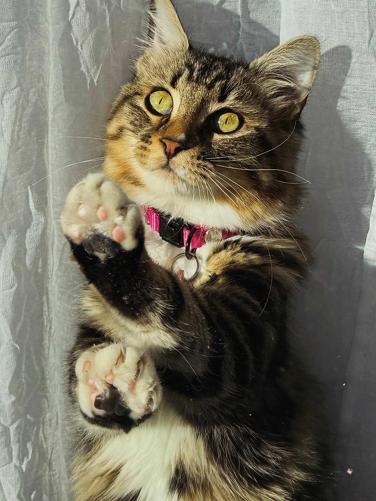 Aqualie participe au concours pour gagner de l'argent avec cette photo : cat, tabby, yellow_eyes, pink_collar, paws, close_up, indoor, sunlight, curtain, whiskers, pet, feline, fur, cute, animal, portrait, playful, soft_light, domestic_cat, looking_up