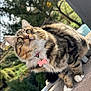 Aqualie participe au concours pour gagner de l'argent avec cette photo : animal, cat, closeup, collar, curious, cute, daylight, domestic_cat, fluffy, fur, green_eyes, ledge, mammal, nature, outdoor, pet, portrait, tabby, tag, whiskers