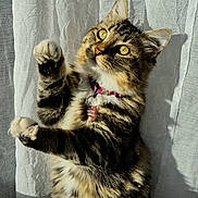 Aqualie a rejoint le concours — aidez-le/la à gagner de superbes lots ! animal, cat, closeup, collar, curious, curtain, domestic_cat, feline, fur, glass, indoor, mammal, paw, pet, playful, sunlight, tabby, whiskers, window, yellow_eyes