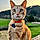 El Titou