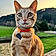 El Titou