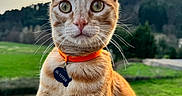 El Titou a rejoint le concours — aidez-le/la à gagner de superbes lots ! cat, orange_tabby, collar, pet, animal, outdoor, sunset, green_grass, nature, whiskers, closeup, portrait, feline, curious, ears, eyes, tag, field, sky, landscape