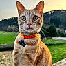 animal, cat, closeup, collar, curious, ears, eyes, feline, field, green_grass, landscape, nature, orange_tabby, outdoor, pet, portrait, sky, sunset, tag, whiskers