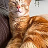 El Titou participe au concours pour gagner de l'argent avec cette photo : cat, orange_tabby, pet, feline, whiskers, fur, relaxed, indoor, couch, leather, closeup, sleepy, cozy, home, plant, decor, resting, cute, animal, portrait