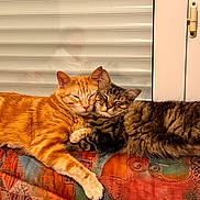 El Titou participe au concours pour gagner de l'argent avec cette photo : cat, orange_cat, tabby_cat, sleeping, snuggling, couch, indoor, pets, feline, cozy, closeup, resting, window, window_blinds, fur, cute, domestic_animal, companion, relaxed, home