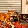 cat, closeup, companion, couch, cozy, cute, domestic_animal, feline, fur, home, indoor, orange_cat, pets, relaxed, resting, sleeping, snuggling, tabby_cat, window, window_blinds