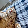 El Titou a rejoint le concours — aidez-le/la à gagner de superbes lots ! cat, ginger_cat, pet, indoor, blanket, checkered_pattern, paw, fur, whiskers, green_eyes, window, floor_tiles, relaxed, cute, animal, closeup, cozy, resting, playful, feline