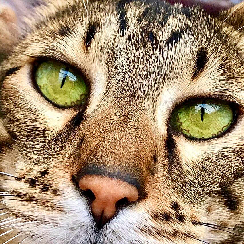 Nyah
