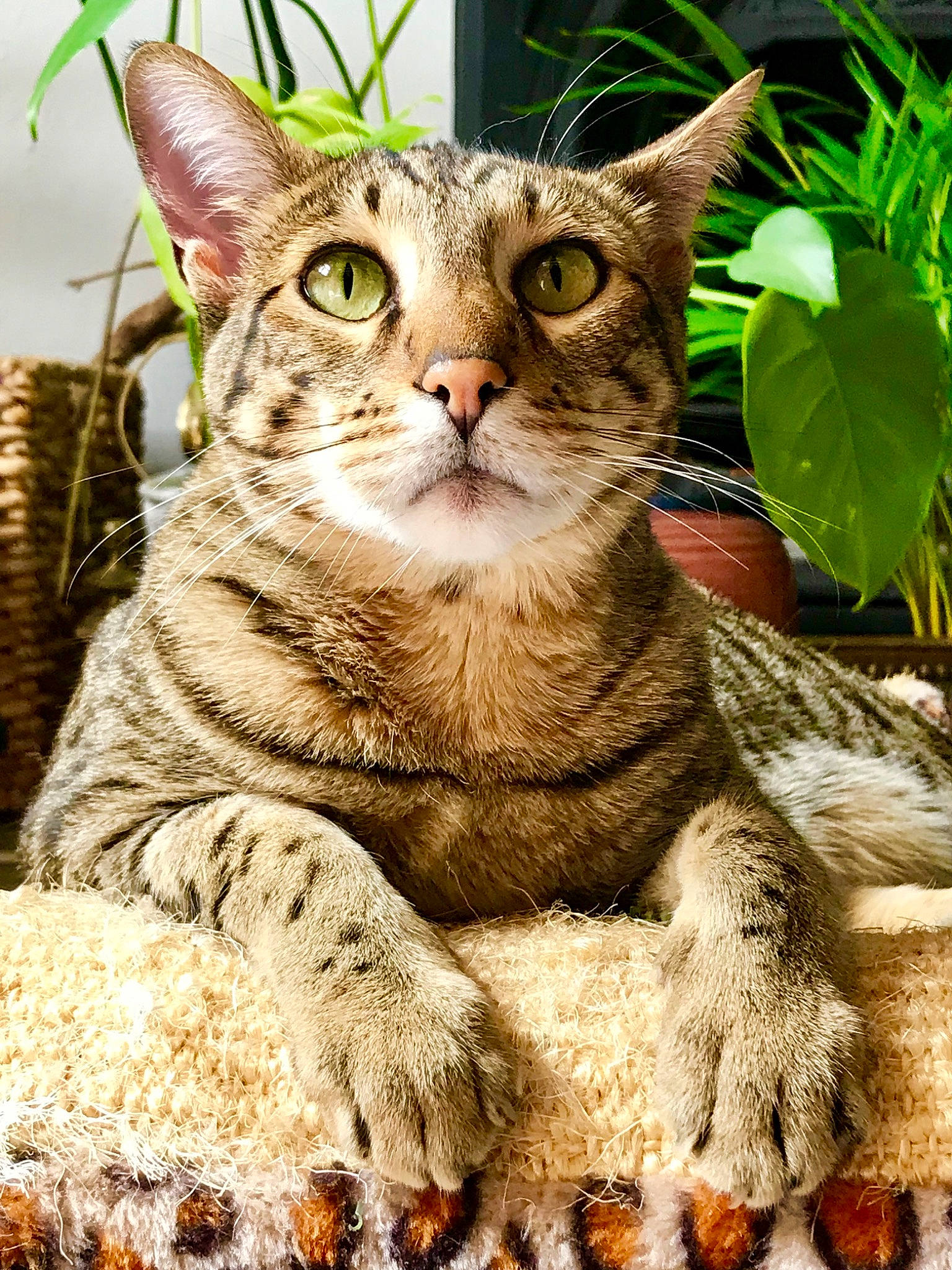 Nyah joined the competition — help win amazing prizes! american_shorthair, asian, australian_mist, carnivore, cat, domestic_short_haired_cat, dragon_li, egyptian_mau, european_shorthair, felidae, mammal, ocicat, pixie_bob, savannah, small_to_medium_sized_cats, snout, tabby_cat, toyger, vertebrate, whiskers