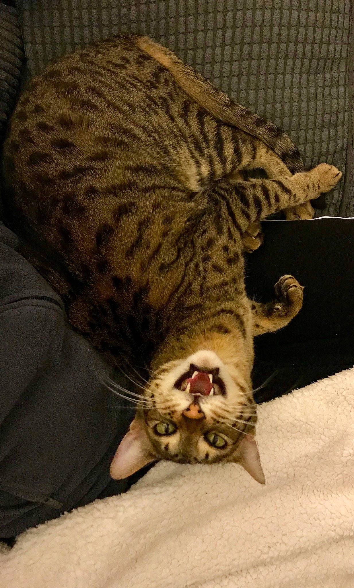 Nyah is registered to the contest to win money with this photo: asian, bengal, california_spangled, carnivore, cat, domestic_short_haired_cat, dragon_li, egyptian_mau, european_shorthair, felidae, fur, mammal, ocicat, pixie_bob, savannah, small_to_medium_sized_cats, tabby_cat, vertebrate, whiskers, wild_cat