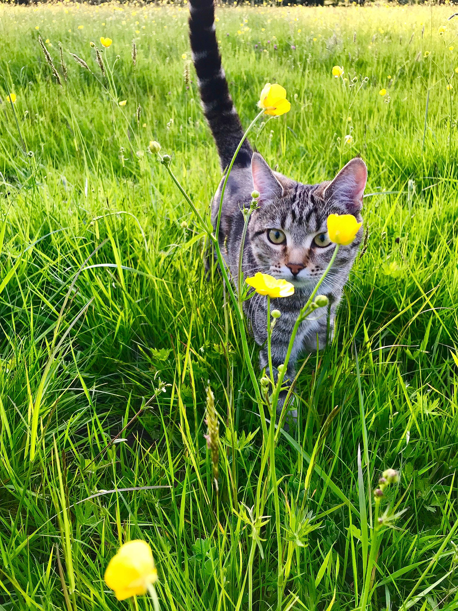 Ruipee is registered to the contest to win money with this photo: carnivore, cat, domestic_short_haired_cat, felidae, flower, grass, grass_family, lawn, meadow, plant, small_to_medium_sized_cats, tabby_cat, whiskers, wildflower, yellow