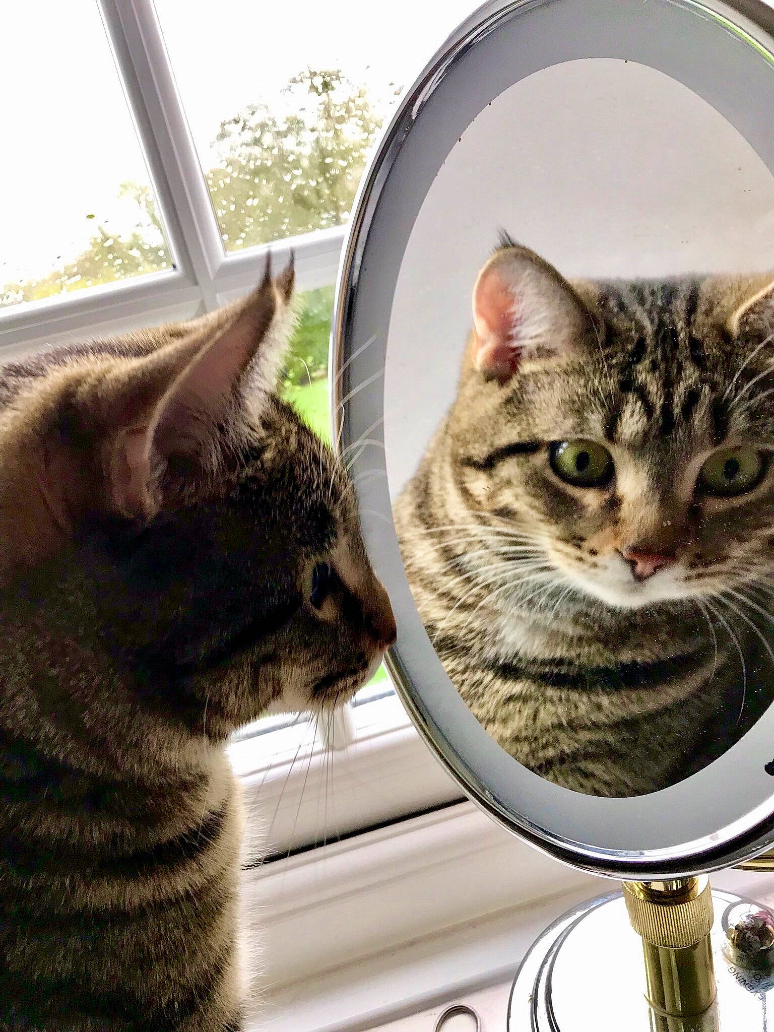 Ruipee joined the competition — help win amazing prizes! american_shorthair, american_wirehair, asian, bengal, california_spangled, carnivore, cat, domestic_short_haired_cat, dragon_li, egyptian_mau, european_shorthair, felidae, kitten, mammal, ocicat, pixie_bob, small_to_medium_sized_cats, snout, tabby_cat, whiskers