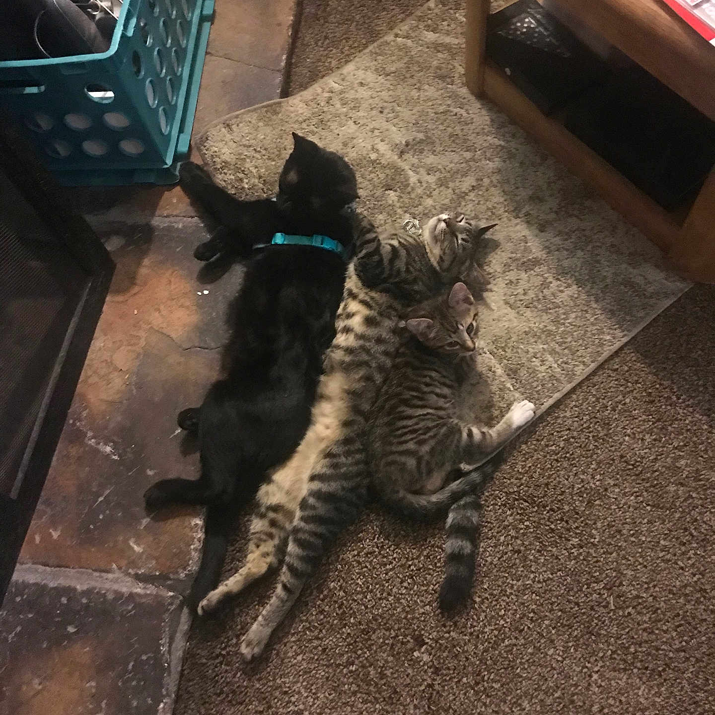 Black Dhalia joined the competition — help win amazing prizes! animal, basket, black_cat, carpet, cat, cats, cozy, cuddle, feline, floor, home, indoor, kitchenware, pet, relaxing, resting, rug, sleeping, striped_cat, wooden_table