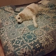 Diesel participe au concours pour gagner de l'argent avec cette photo : dog, bed, blanket, pattern, indoor, resting, lying_down, pet, fur, cozy, sleepy, animal, comfort, home, cute, domestic, relaxed, brown_patch, white_fur, textile