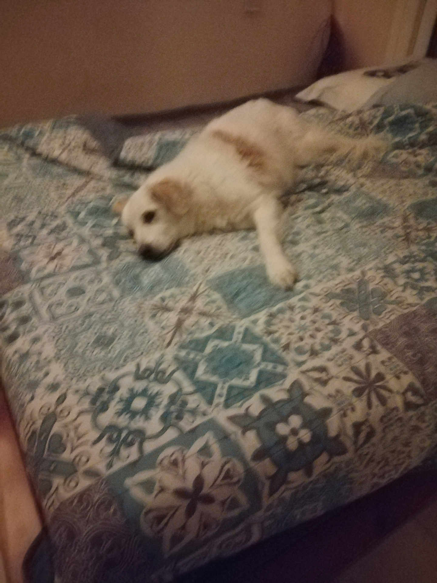 Diesel participe au concours pour gagner de l'argent avec cette photo : dog, bed, blanket, pattern, indoor, resting, lying_down, pet, fur, cozy, sleepy, animal, comfort, home, cute, domestic, relaxed, brown_patch, white_fur, textile