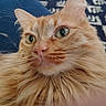 cat, orange_cat, fluffy, long_hair, green_eyes, whiskers, feline, pet, animal, close_up, portrait, face, eyes, nose, ears, fur, indoors, blanket, cozy, photography