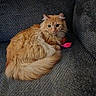 cat, orange_cat, fluffy, long_hair, feline, pet, animal, couch, sofa, indoor, sitting, curled_up, pink_toy, toy, whiskers, ears, tail, fur, portrait, cozy
