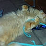 Meko is registered to the contest to win money with this photo: cat, orange_cat, fluffy, long_hair, pet, animal, couch, indoors, living_room, lying_down, belly_up, playful, turquoise_cord, remote_control, wooden_floor, furniture, home, relaxed, funny_pose, photography
