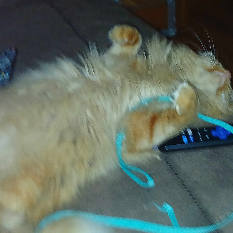 Meko