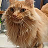 Meko joined the competition — help win amazing prizes! cat, ginger_cat, orange_fur, fluffy, long_hair, feline, whiskers, ears, eyes, nose, pet, animal, close_up, portrait, indoors, bathroom, sink, countertop, sitting, cute