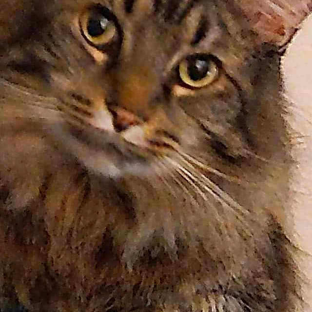 Tico