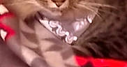 Tico is registered to the contest to win money with this photo: abyssinian, accessories, animal, bandana, blanket, cat, clothing, egyptiancat, formalwear, headband, jewelry, kitten, manx, necklace, necktie, pet, scarf, silk, tie, velvet
