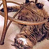 Tico is registered to the contest to win money with this photo: abyssinian, accessories, animal, antler, brasssection, cat, cushion, electronics, furniture, glasses, hardware, homedecor, horn, indoors, kitten, manx, musicalinstrument, person, pet, sleeping