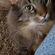 Tico joined the competition — help win amazing prizes! abyssinian, angora, animal, brasssection, cat, horn, kitten, manx, musicalinstrument, pet, siamese, snout