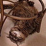 Tico joined the competition — help win amazing prizes! abyssinian, angora, animal, armchair, bodypart, brasssection, cat, chair, couch, furniture, hardwood, horn, kitten, manx, mouth, musicalinstrument, person, pet, sleeping, wood