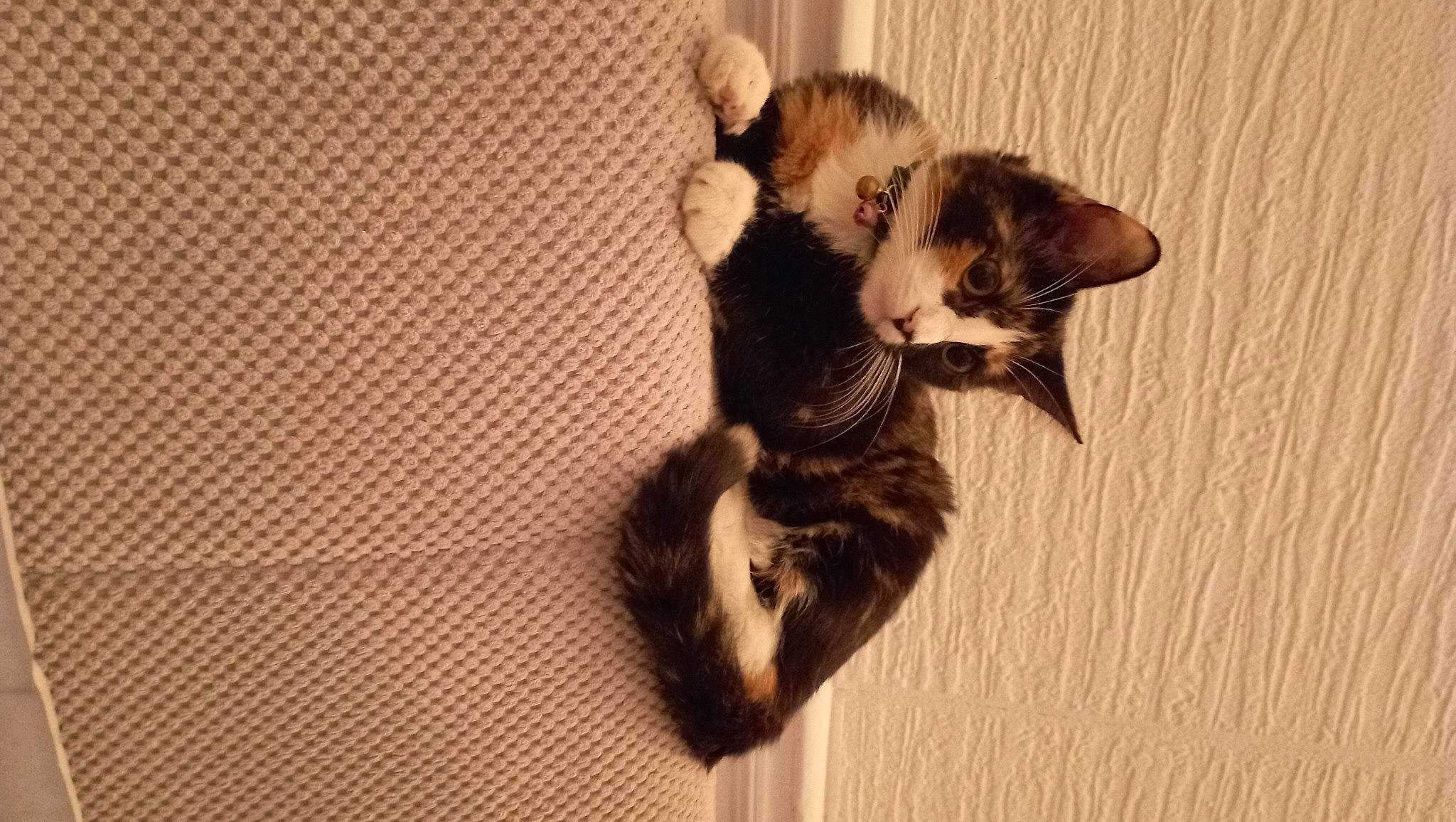 Duchesse