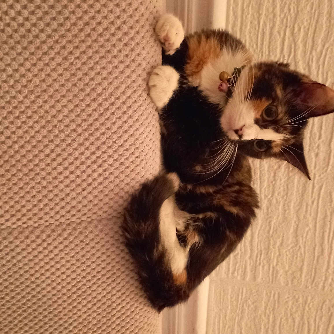 Duchesse