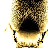 Léon participe au concours pour gagner de l'argent avec cette photo : animal, animal_face, canine, close_up, detail, dog, fur, high_contrast, macro, mouth, nose, outdoor, pet, portrait, sepia_tone, snout, teeth, texture, tongue, whiskers
