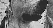 Léon participe au concours pour gagner de l'argent avec cette photo : animal, background, black_and_white, calm, canine, close_up, dog, fluffy, fur, monochrome, muzzle, nostrils, outdoor, pet, portrait, quiet, serene, side_view, texture, vintage